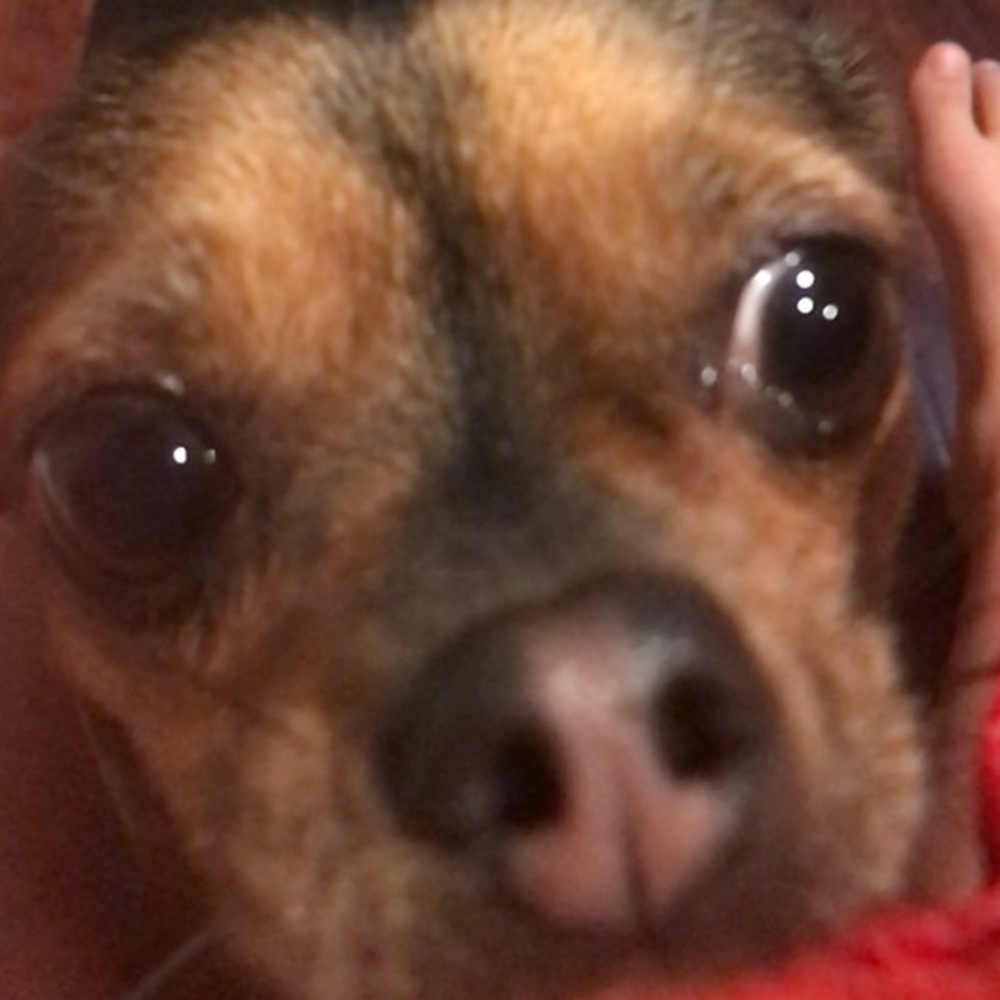 Hi